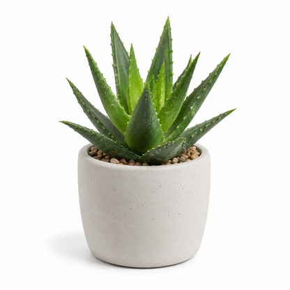 rwwltzju® Mini Desert Aloe Succulent