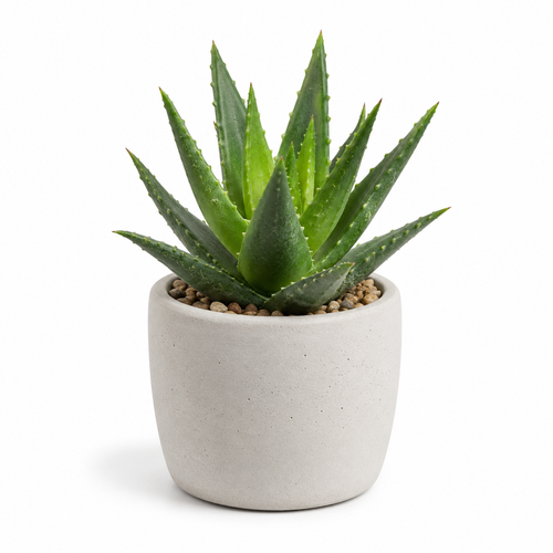 rwwltzju® Mini Desert Aloe Succulent