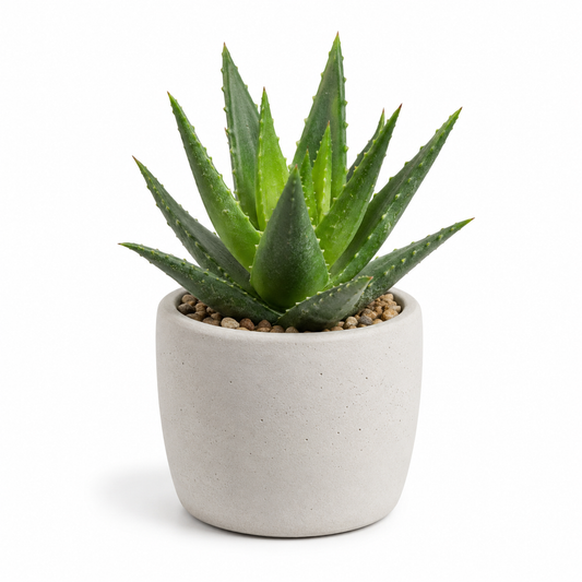 rwwltzju® Mini Desert Aloe Succulent