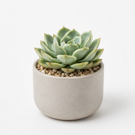 rwwltzju® Small Echeveria Succulent Pot