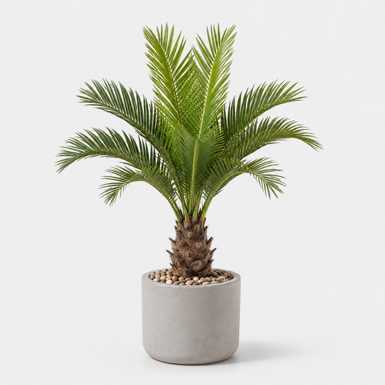 rwwltzju® Mini Desert Palm Tree